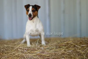 chienne r indiana