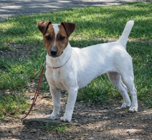 rosemary chienne jack russel