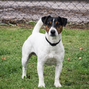 orlando chien jack russel