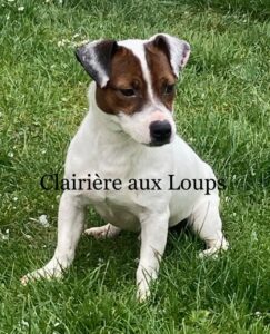 chien jack russel rocco