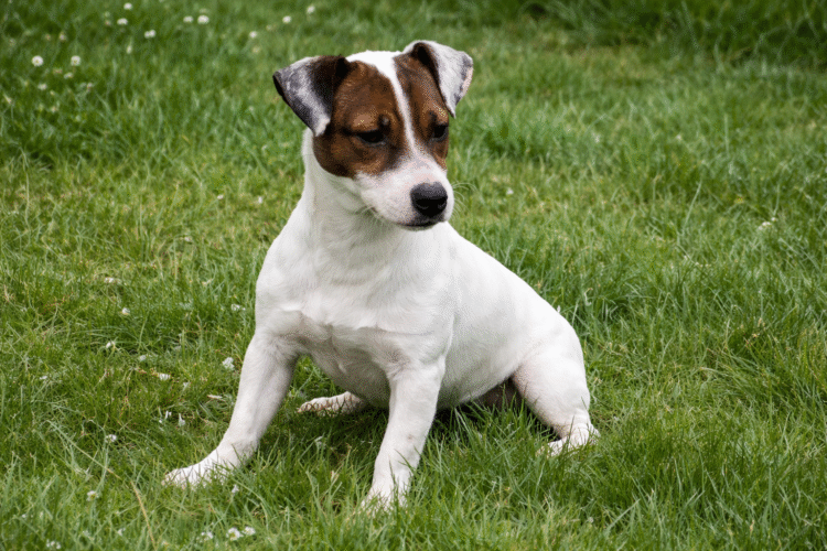 rocco chien male jack russel