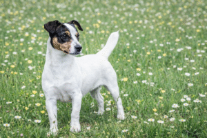 sissy femelle chienne jack russel