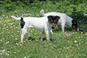 chienne victoire