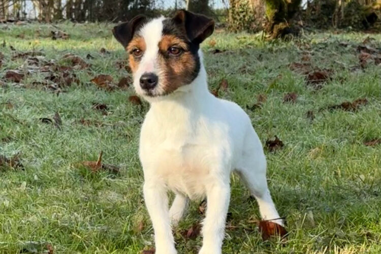chienne une de mai