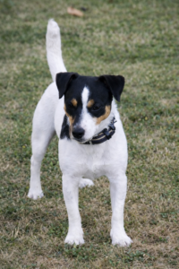chien verdi adulte new