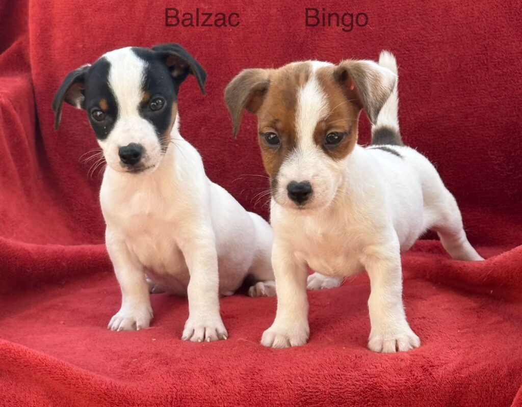 ensemble chiot jack russel