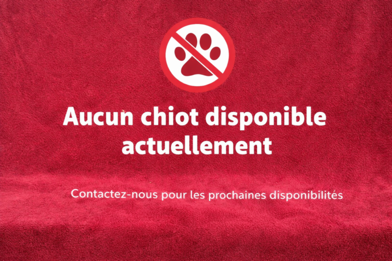 image pas de chiots dispo