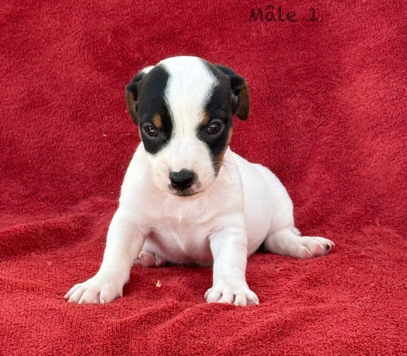 male1