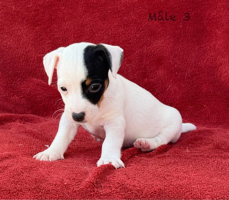 male3