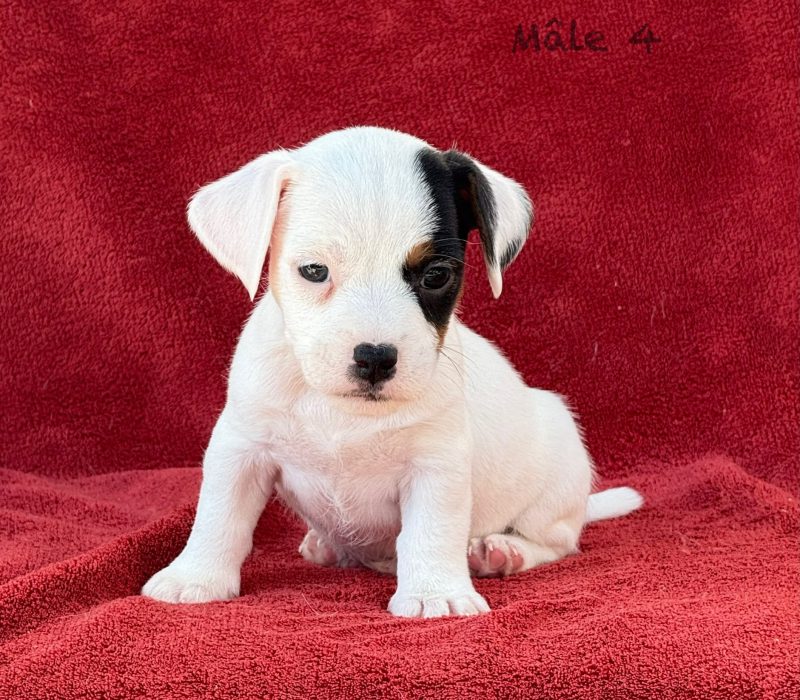 male4