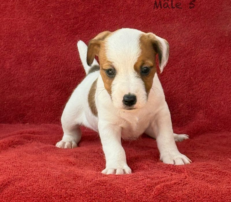 male5