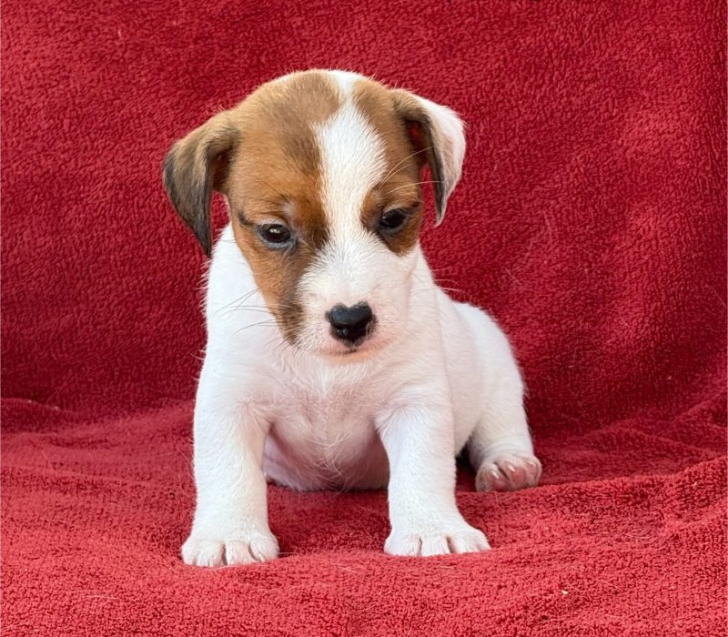 male6