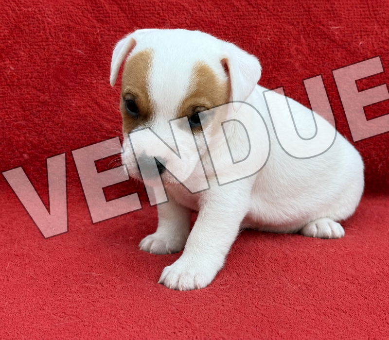 vendue 1
