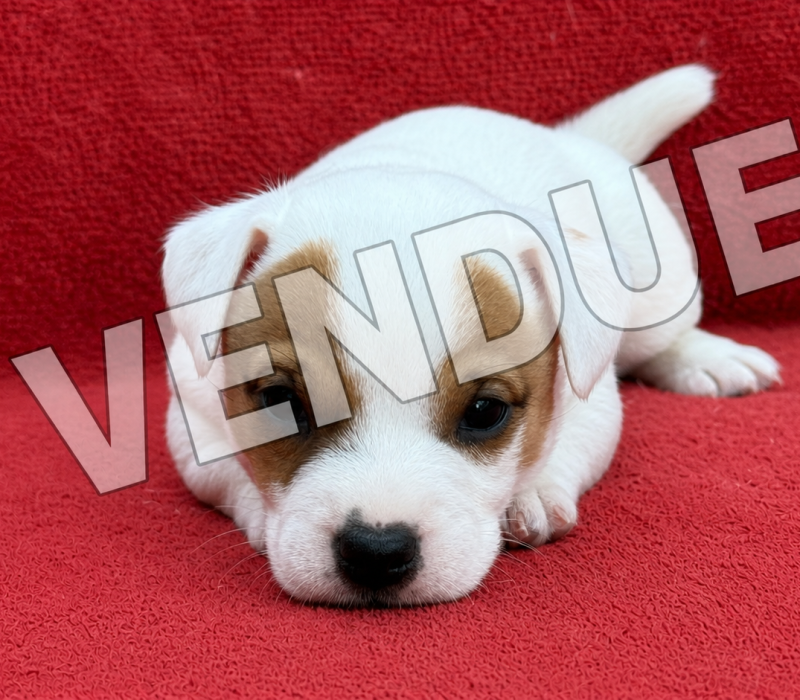 vendue 2
